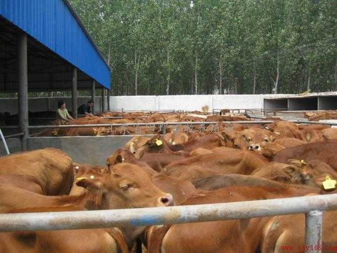 小牛犊的喂养 小黄牛 黄牛养殖 种牛养殖肉牛 田野牧业牛羊养殖基地是