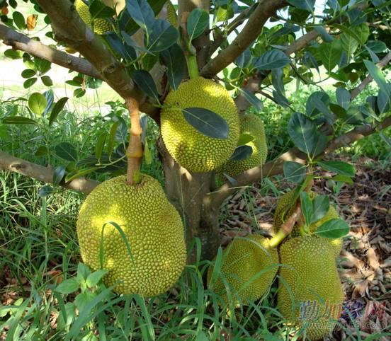 果苗 菠萝蜜苗 树/木菠萝苗 马来西亚一号菠萝蜜苗 四季菠萝蜜苗