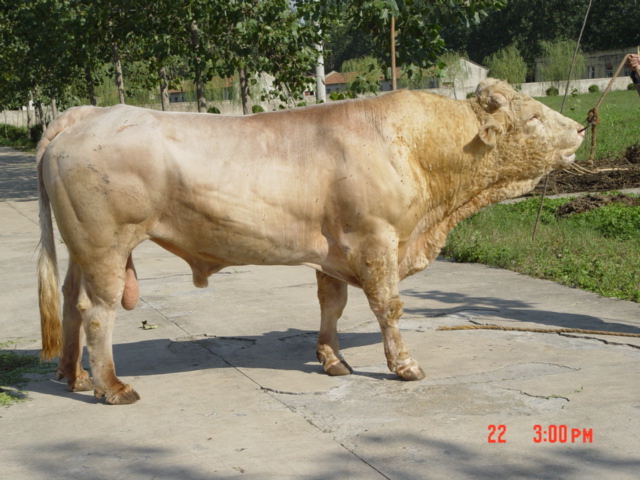 种牛种羊繁育肉牛肉羊价格牛犊养殖基地