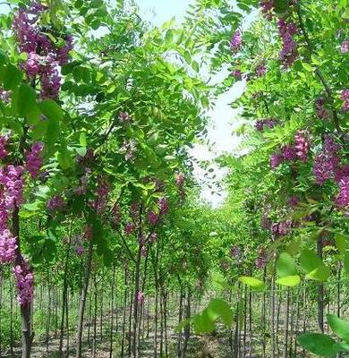 香花槐,陕西香花槐批发,西北苗木香花槐,绿化苗木