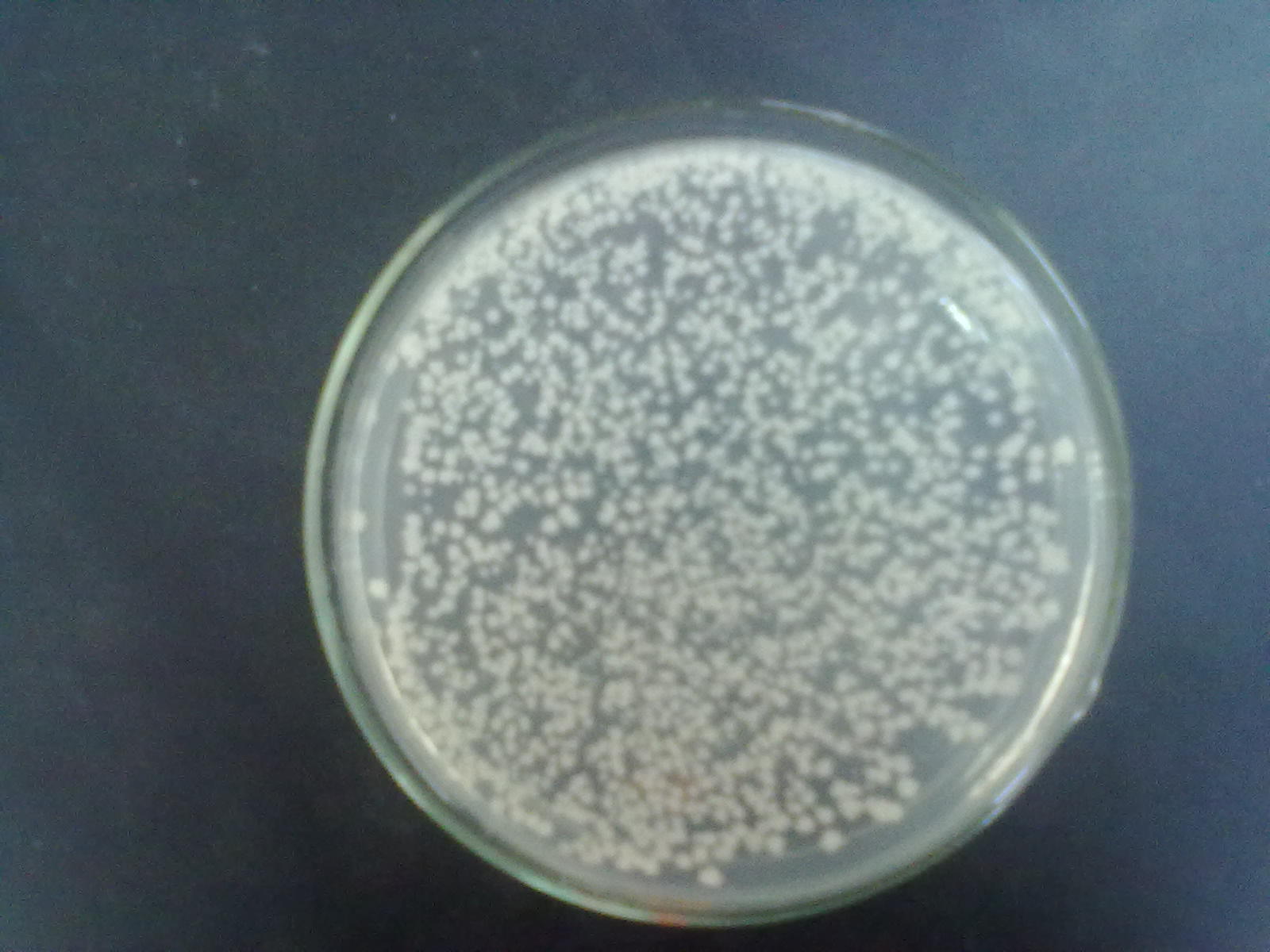 一,形态特征 枯草芽孢杆菌细胞杆状,直径0.6μm～1.0μm,长1.