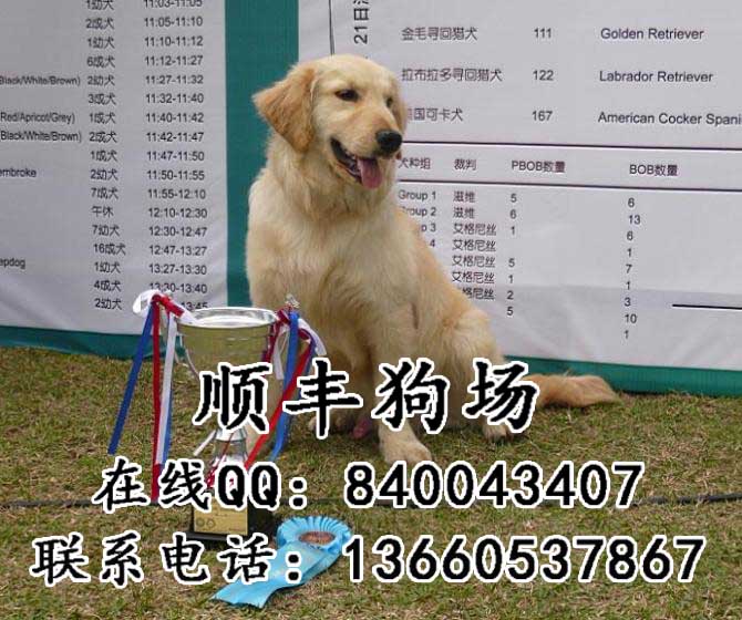 广州荔湾区附近哪里有卖金毛犬 广州哪里