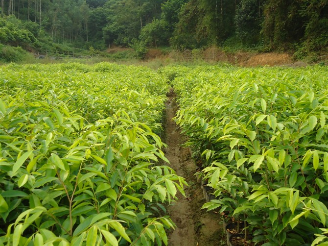 沉香苗 沉香树苗供应 沉香树种 种植沉香树苗的技术