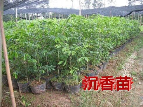 的沉香苗供应优质沉香苗种沉香树苗种植热潮