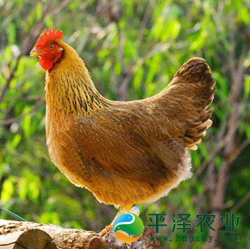 黄河滩生态柴鸡 土鸡蛋厂  土鸡饲养基地 柴鸡蛋 河南平泽农业科技