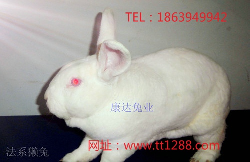 天津市哪有卖獭兔种兔的养殖场