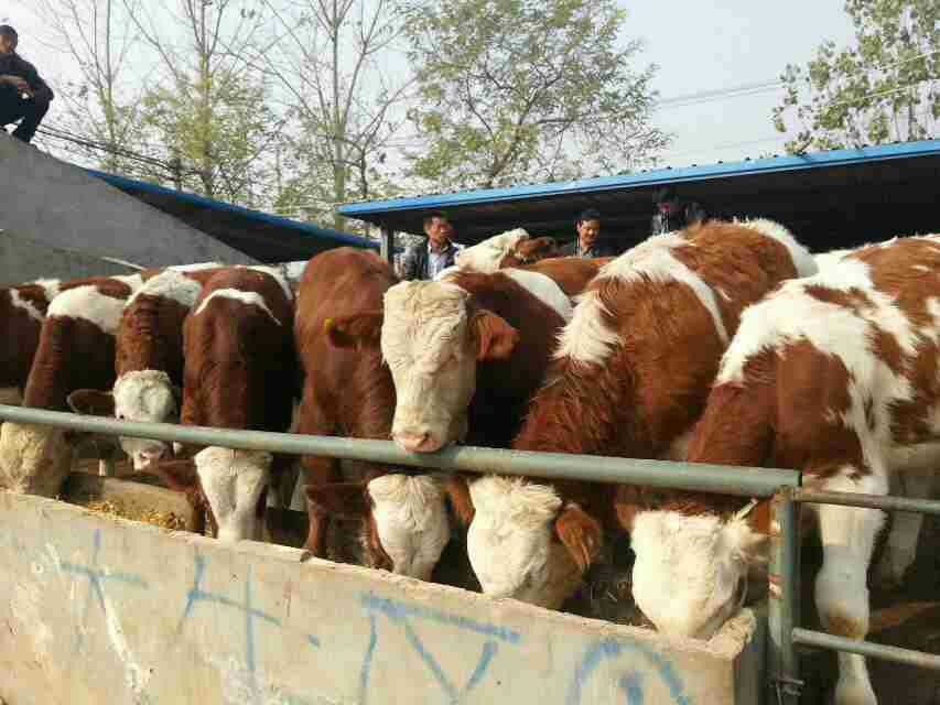 贵州哪里有大型肉牛养殖场