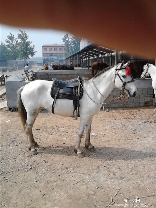 福建泉州哪里有卖马的蒙古马伊犁马大马多少钱一匹