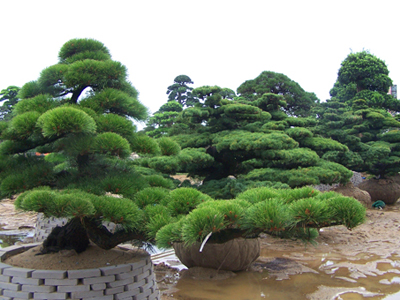 [免费发货]山东6公分黑松基地