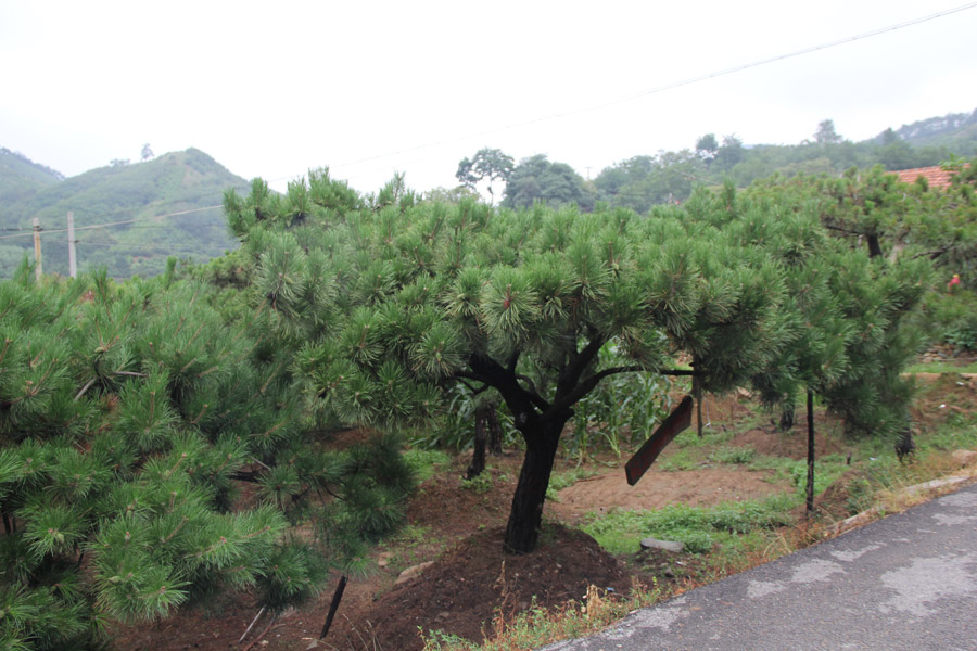 山东造型景观松树报价_山东造型景观松树报价价格_山