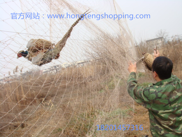 捕野鸡网山鸡网