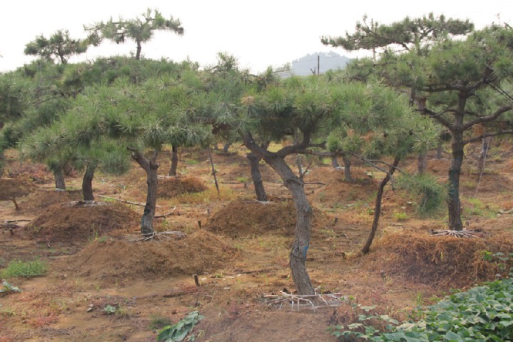 山东造型黑松【园林绿化专用】基