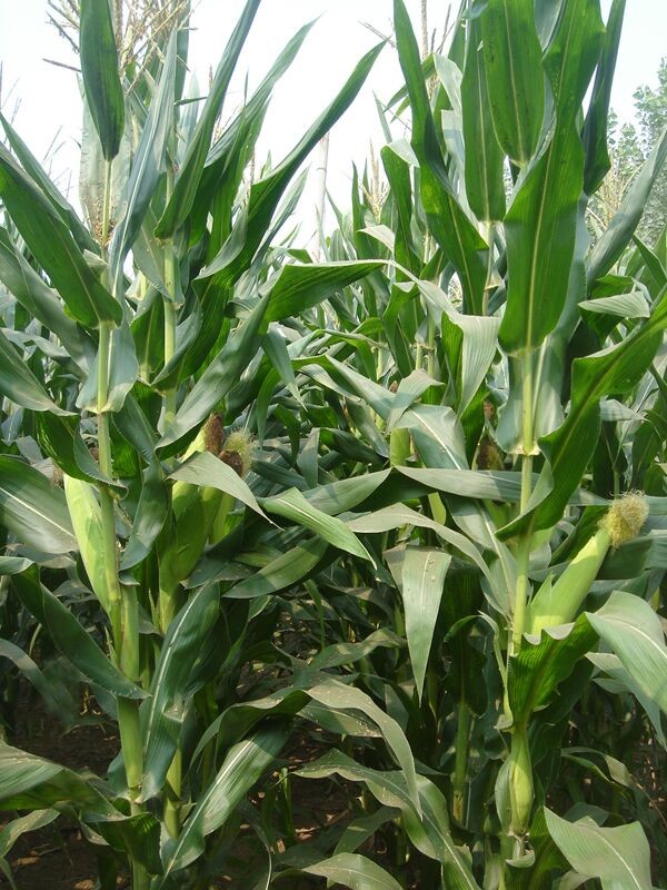 玉米种子高产品种——甘玉358