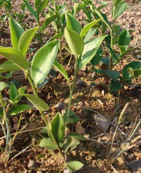 供应大红花油茶种苗