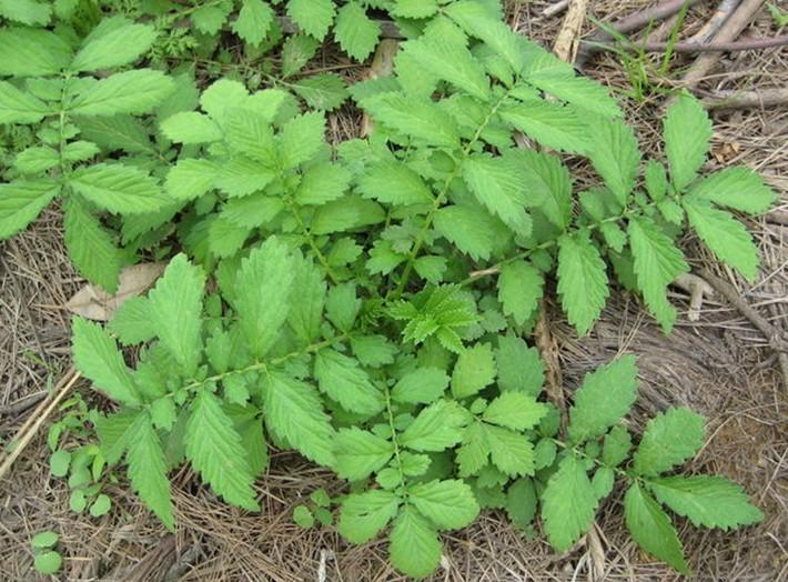 昌岳植化现货供应 101仙鹤草,龙牙草提取物