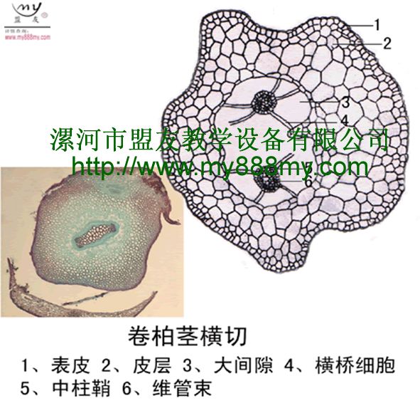 专业生产销售显微切片-图为卷柏茎横切