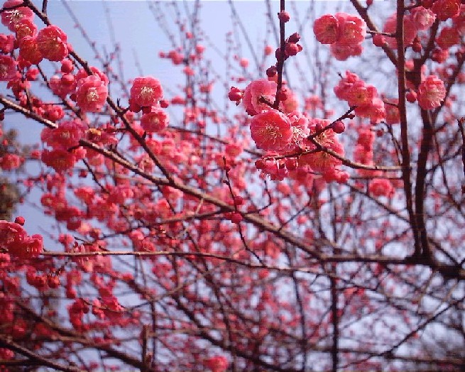 梅花种植基地 青州梅花价格 青