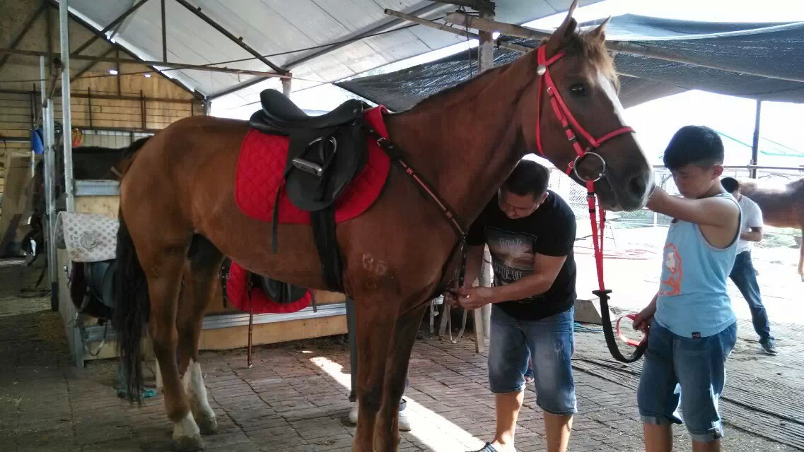 北京东城区哪里有卖马的大马多少钱一匹蒙古马多少钱