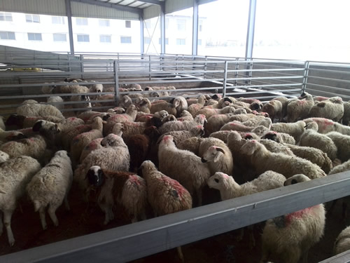 山羊买卖,山羊交易市场,收购山羊,活羊交易,收购活羊,卖活羊,黑