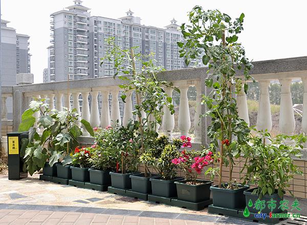 惠州都市农夫全自动灌溉系统屋顶阳台花园种植