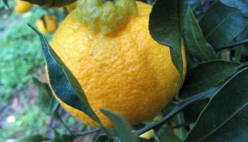 不知火柑橘苗