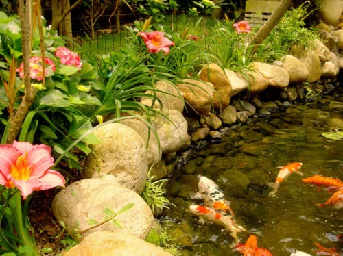 农村庭院鱼池设计|花园水池设计|金碧林用心服