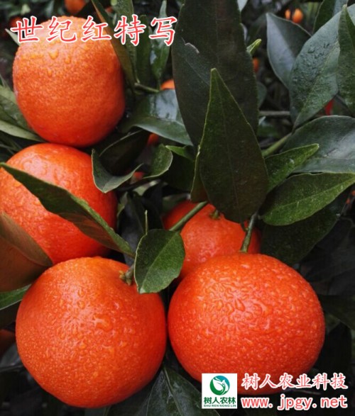 沃柑与世纪红柑橘品种