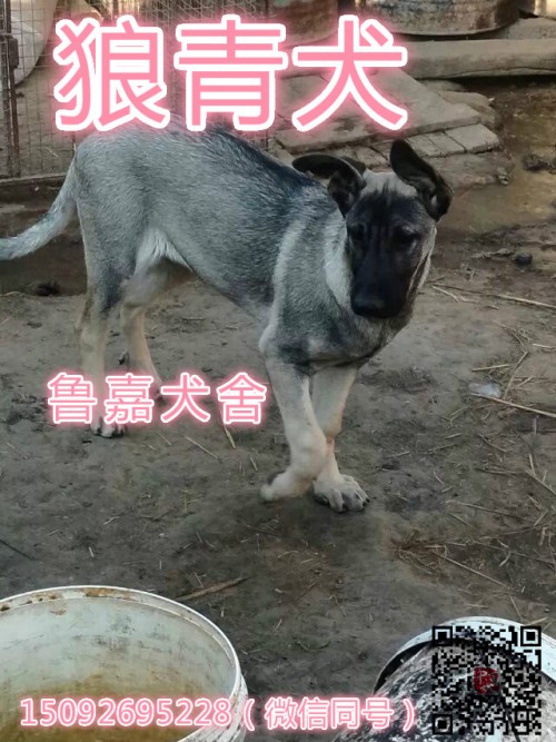 小狼青犬买纯的多少钱