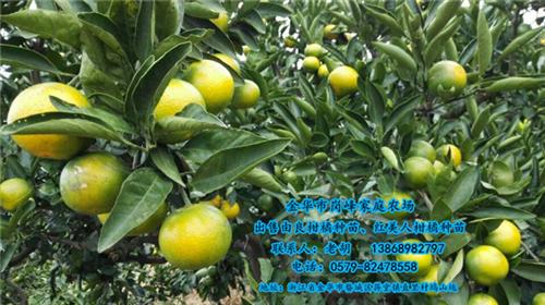 特别化渣的特早熟柑橘种苗绍兴特早熟柑橘种苗