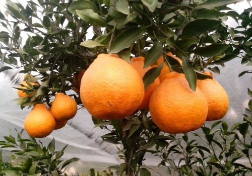 贵州柑橘苗价格,贵州柑橘苗种植技术,贵州柑橘苗