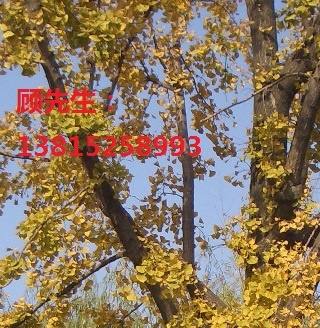 苏州别墅绿化小品公司腊梅,腊梅花,苏州光福腊梅树批发市场