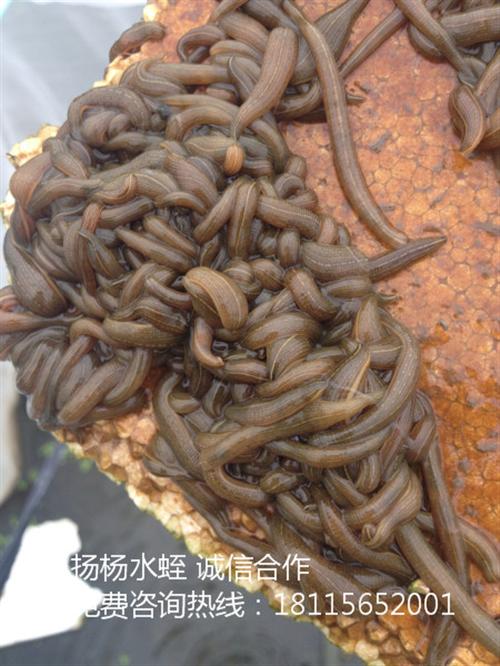 扬州市扬杨水蛭养殖(图)|水蛭|水蛭