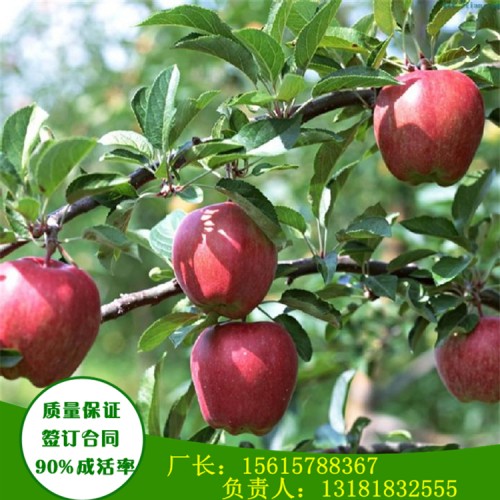 1年生新疆阿克苏苹果苗亩产多少斤