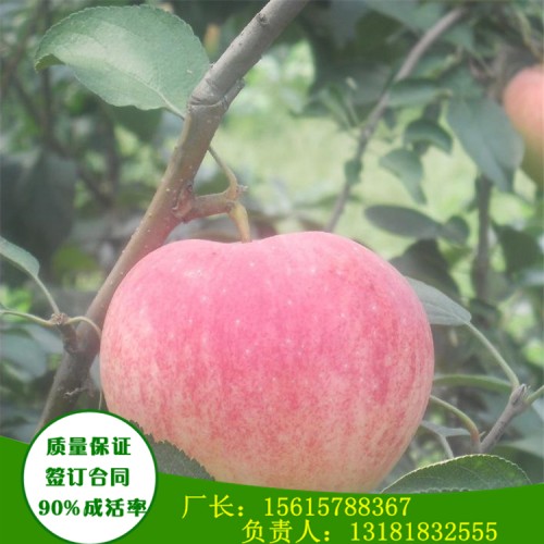 1年生新疆阿克苏苹果苗亩产多少斤