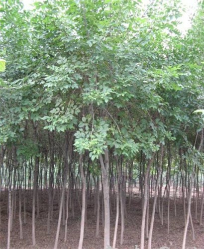 上海绿化树西府海棠产地联系人