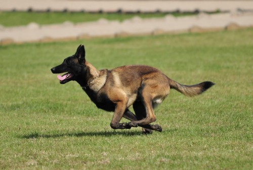 深圳宠物训练鹏城k9训犬俱乐部全新训犬免费接送